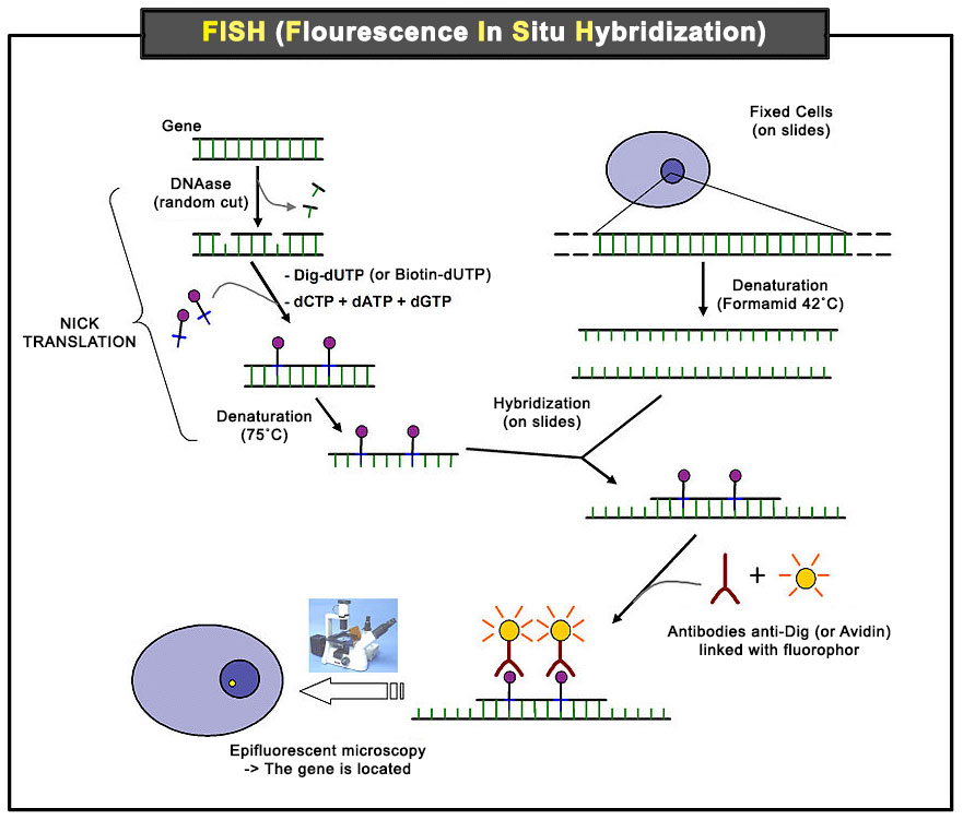 Fluorescent in situ hybridization principle