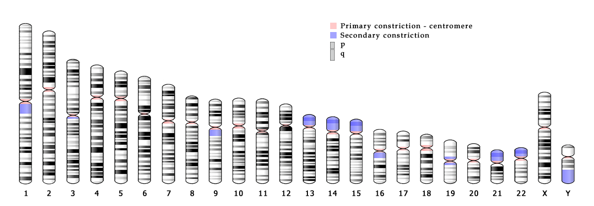 Ideogram of human chromosomes