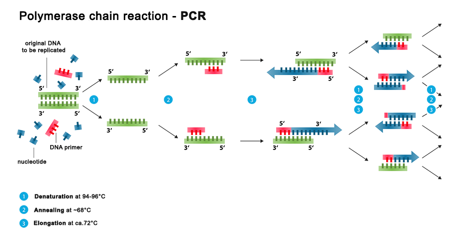 Schematic representation of PCR process
